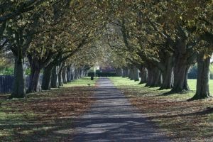 Hamilton Park Taunton 2 rows of trees over footpath with fallen leave and bench in distances - 1st Financial Group Mortgage Advisers