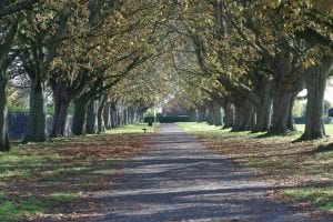 Hamilton Park Taunton 2 rows of trees over footpath with fallen leaves - 1st Financial Group Mortgage Advisers