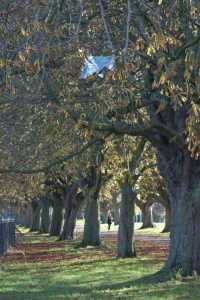 Ruined blue kite stuck in Autumn tree in Hamilton Park Taunton Somerset - 1st Financial Group Mortgage Advisers Somerset 4