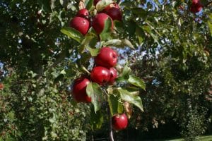 12 ripe red apples on a stem of green leaves with fly on one apple in an apple orchard in Somerset on a cider farm taken in Autumn 2018, in the background other trees laden with red ripe apples apper. 1st Financial Group Somerset Advisers
