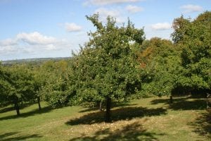 Single Apple Tree in Orchard - Autumn