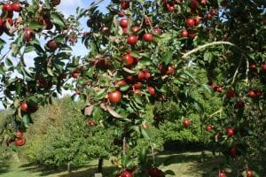 Heavy in fruit red apples with off season apple orchard in background Autumn 2018 1st Financial Group Somerset Advisers 2