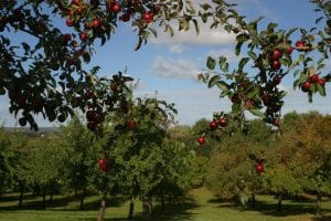 Circle of red apples heavy in fruit overlooking off year of apple orchard on a Somerset cider farm (Autumn 2018) 1st Financial Group