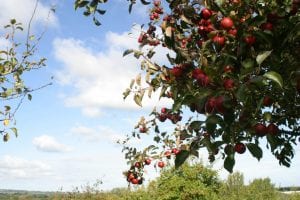 Gorgeous red Braeburn in the heart of Somerset in Autumn 2018 on a Cider farm - 1st Financial Group Somerset Advisers 2