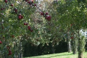 Red apples on stem on Somerset Cider Farm in heavy in fruit with red apples 1st Financial Group Somerset Advisers