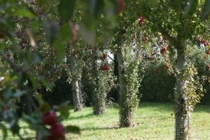 Apple trees heave in fruit with red apples in an apple orchard on a cider farm in central Somerset - Somerset Mortgage Advisers
