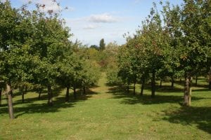 Apple Orchard in Somerset Autumn off year straight 1st Financial Group Somerset Advisers