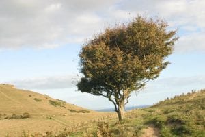 Single windswept tree green tree on cliff near edge and ocean, with views to ocean beyond on further cliffs in South West England Autumn 2018 1st Financial Group South West Advisers 1