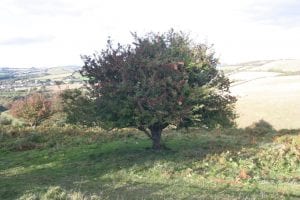 Single green berry tree in fruit with red berries in overlooking rolling countryside in England Autmn 2018 - 1st Financial Group South West Advisers 1